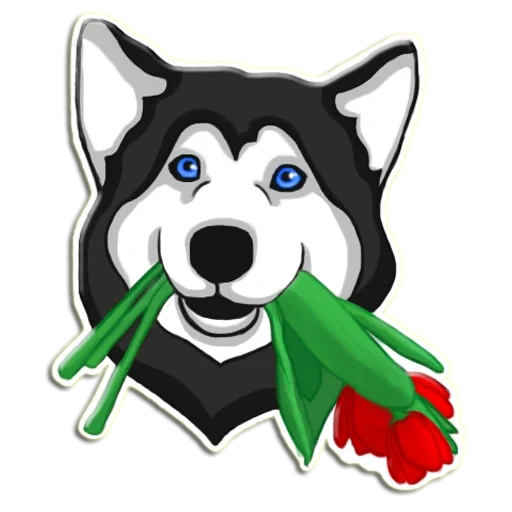 husky, husky dog, husky stickers, shy husky