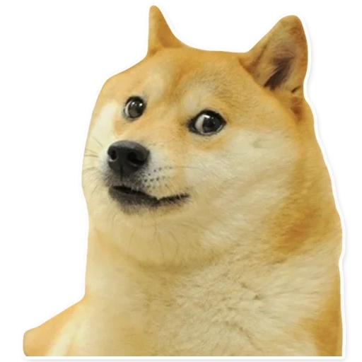 dux, perro dogado, siba inu meme, siba inu doge, doge wow muy divertido