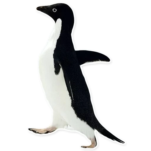 pinguin, pinguin, mem penguin, penguin soziophobe, unzufriedener pinguin mem