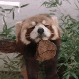 nay, red panda, funny animals, funny animals, the animals are funny