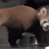 pequeño panda, panda rojo, panda rojo sustos, el panda rojo está asustado, malaya panda estaba asustado