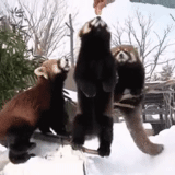 малая панда, красная панда, животные милые, малая красная панда, животное красная панда