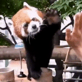 panda merah, panda merah itu manis, hewan paling lucu, hewan itu adalah panda merah, panda merah dua kaki