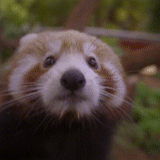 panda rojo, por favor, panda rojo, zoológico de panda de panda rojo