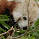 panda piccolo, panda rosso, piccolo panda rosso, panda animale, panda mammifero