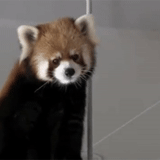 panda rosso, panda piccolo, panda piccolo, piccolo panda carino, panda animale
