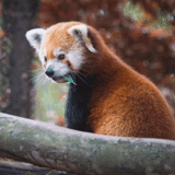 kleiner panda, roter panda, das tier ist roter panda, roter panda ist klein, säugetier red panda