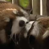 animals, red panda, the animals are cute, funny animals, funny animals