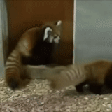 gli animali, panda piccolo, animali carini, panda animale, panda rosso è spaventato