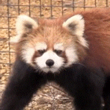 panda gif, panda rojo, panda rojo gifs, el panda rojo es dulce, panda de mapache rojo