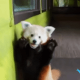 panda piccolo, piccolo panda carino, panda dello zoo di mosca, panda baby allo zoo di mosca, piccolo panda allo zoo di mosca