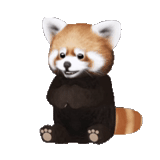 little panda, red panda, small red panda, malaya panda with a white background, red panda white background