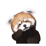pequeño panda, panda rojo, el panda rojo es dulce, panda rojo pequeño, el animal es panda rojo