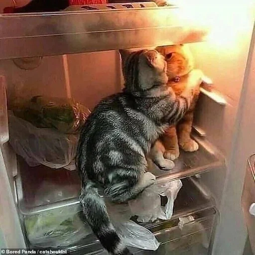 chat, chat, chats drôles, chats drôles, le chat est un réfrigérateur