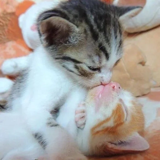 кошка котенок, коты обнимаются, целующиеся коты, целующиеся котики, обнимающиеся котики