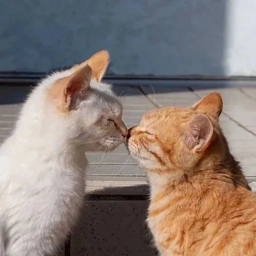 gatti, gatto, gatti, gatti carini, gattini affascinanti