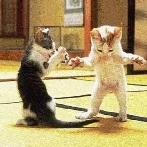 kung fu cat, dancing cat, kittens are dancing, the animals are funny, a living dancing cat