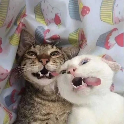kucing, kucing lucu, kucing itu lucu, dua kucing lucu, kucing lucu itu lucu