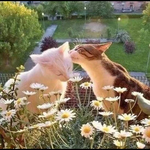 kucing, kucing mengendus bunga, hewan lucu, hewan hewan itu indah, hewan peliharaan
