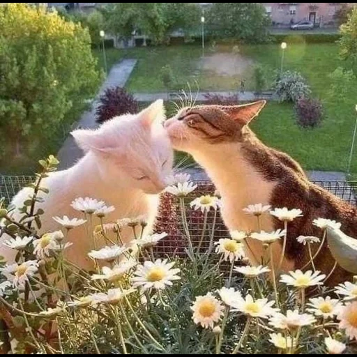 gato, el gato olfateas flores, animales divertidos, los animales son hermosos, mascotas