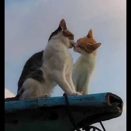 gato, gato, gatos, gatito, gatitos encantadores