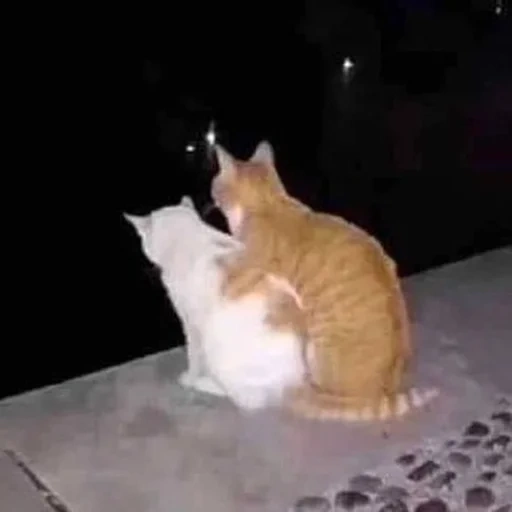kucing, kucing, kucing, kucing, kucing meme romantis