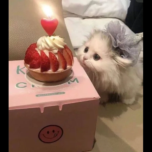 animali carini, animali divertenti, gli animali più carini, un gatto carino con una torta, foto di animali carini