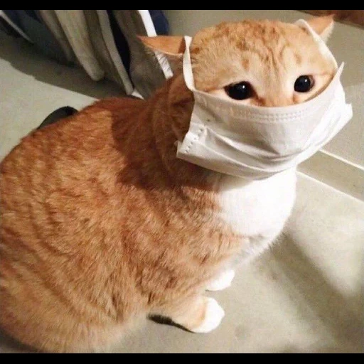 cat, cats, sasuke cat, cat mask, cat mask