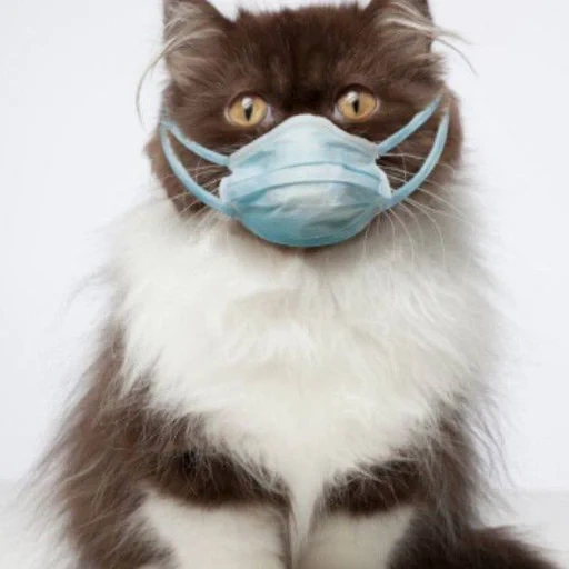 máscara de gato, máscara de gato, frete gato, masichnaya cat, o gato é uma máscara médica