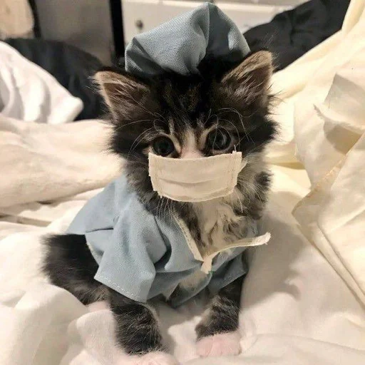 gato, gato, gato, médico de gato, médico de gato