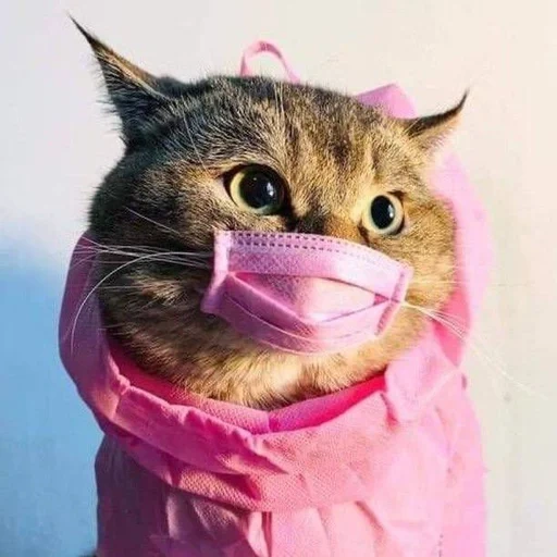 gato, gato, gato, o gato é engraçado, o gato é uma máscara médica