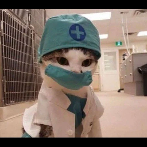 cat doctor, cat doctor, dr kat, dr kotik, cat honey mask