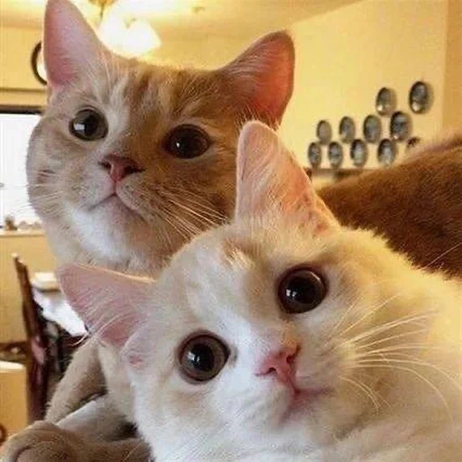 süße katzen, zwei katzen selfie, die katzen sind lustig, wir sind süße katzen, kitty sind lustige katzen