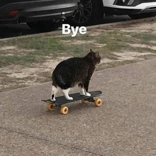 cat, pokudova, squat the cat, on a skateboard, cat swate goodbye