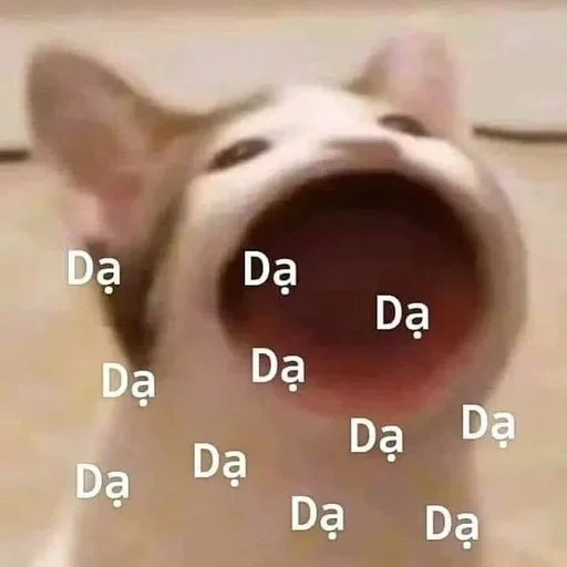 mem cat, the cat opens the mouth, the cat opened the mouth meme, cat open mouth meme