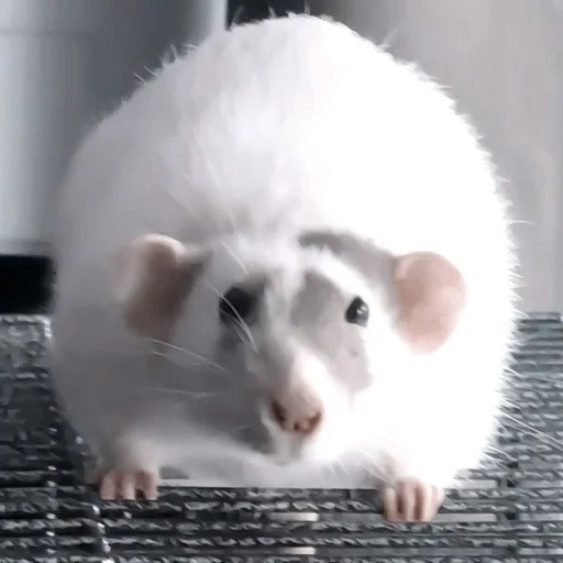 rat dambo rex, il ratto di bambù è bianco, dambo di ratto decorativo, ratto decorativo bianco, albino di ratto decorativo
