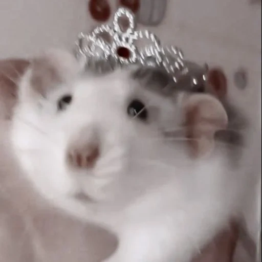 hamster, hamster ke mahkota, hamster itu lucu, mahkota hamster, hamster hamster lucu