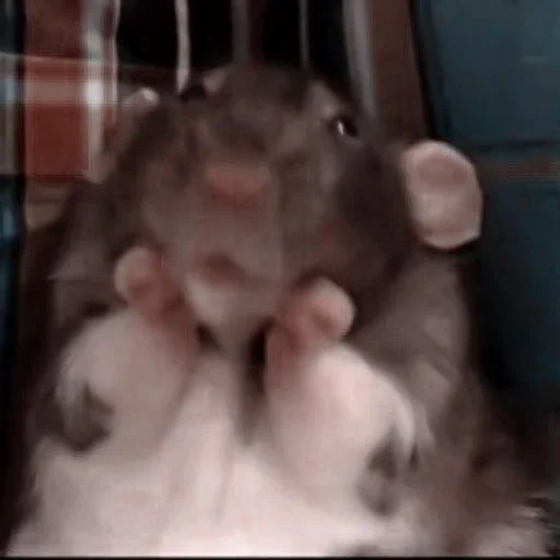dumbo, rat animal, hamster animal, hamster hilarious, little mouse