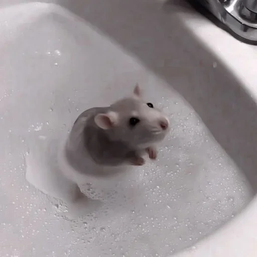 hamster, amavel, the mouse is washing, hamster junggar, syrian hamster cub