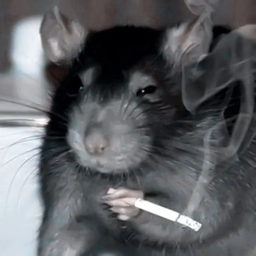 rat, la souris avec une cigarette, rat avec une cigarette, mem rat avec une cigarette, rat fait maison avec une cigarette