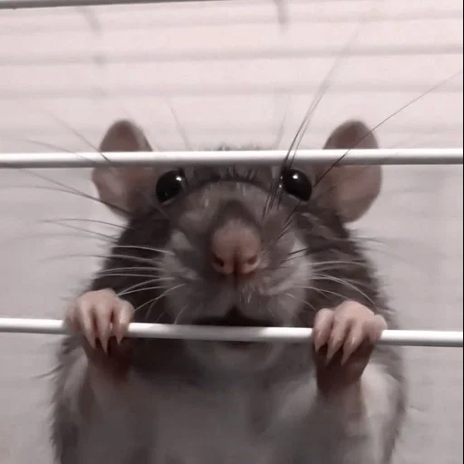 ratto, ratto di topo, ratto ratto, dambo rat, la faccia di ratto