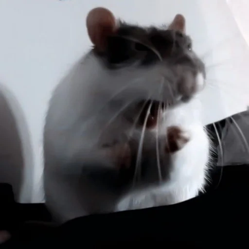 gato, rato, rato voador, rato cinzento, rato branco acinzentado