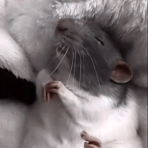 rata, ratas dambo, ratas encantadoras, animal de rata, la rata es gris