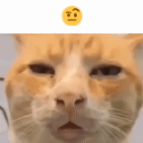 cat, cat, stoned cat, funny animals, sad cat meme
