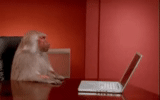 cat, humor, humor animals, funny animals, monkey behind a laptop