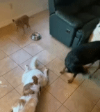 anjing, anjing chihuahua, anak anjing jack russell, jack russell terrier, jack russell terrier