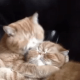 кот, котики, смешные коты, кошачий поцелуй, кот целует кошку