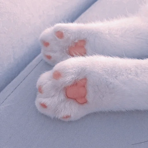 chat, chat de la patte, pattes, les jambes du lapin, pied de chat