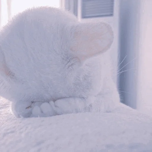 die katze, cat white, die katze ist peinlich, plüsch für die katze, charming kätzchen
