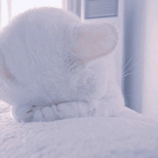 gato, o gato é branco, o gato está envergonhado, o gato é macio, gatinhos encantadores